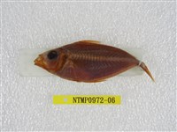 藏品(細紋鰏)的圖片